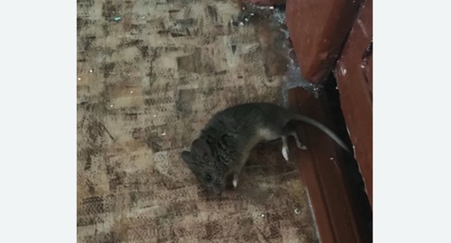 Дезинфекция от мышей в Михайлове