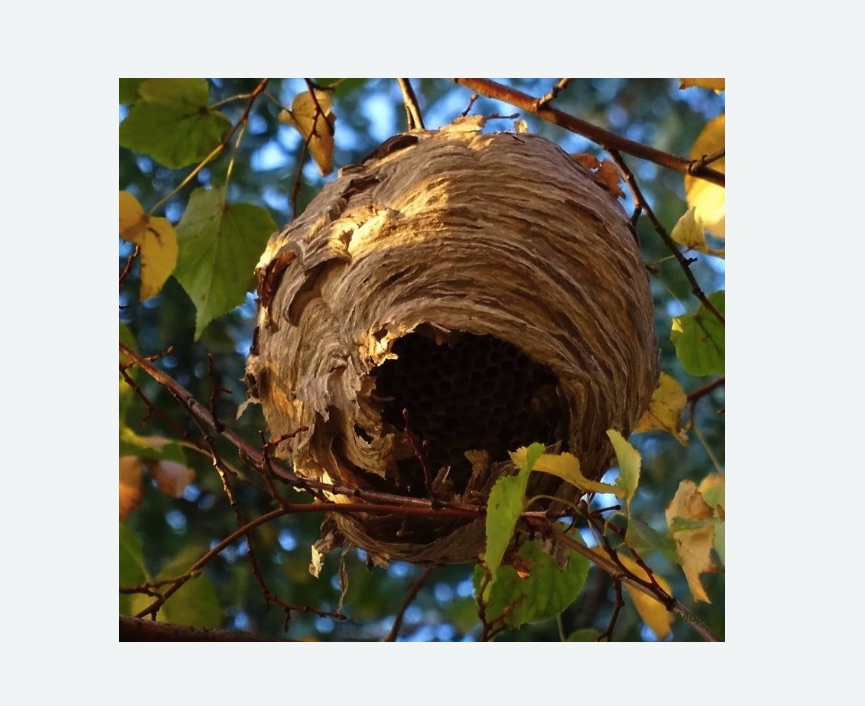 Обработка от шершней в Михайлове