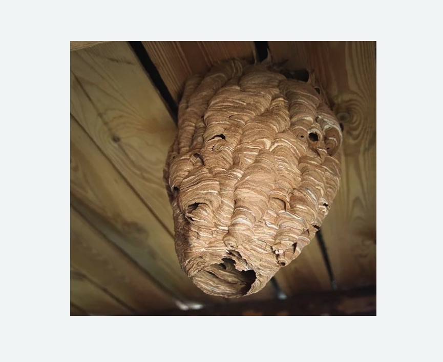 обработка от шершней в Михайлове