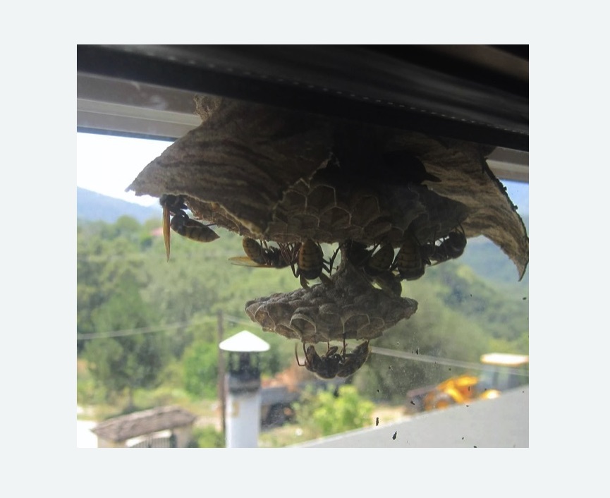 Уничтожение гнёзд шершней в Михайлове