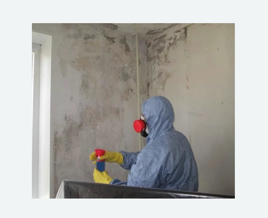 Удаление плесени в квартире в Михайлове