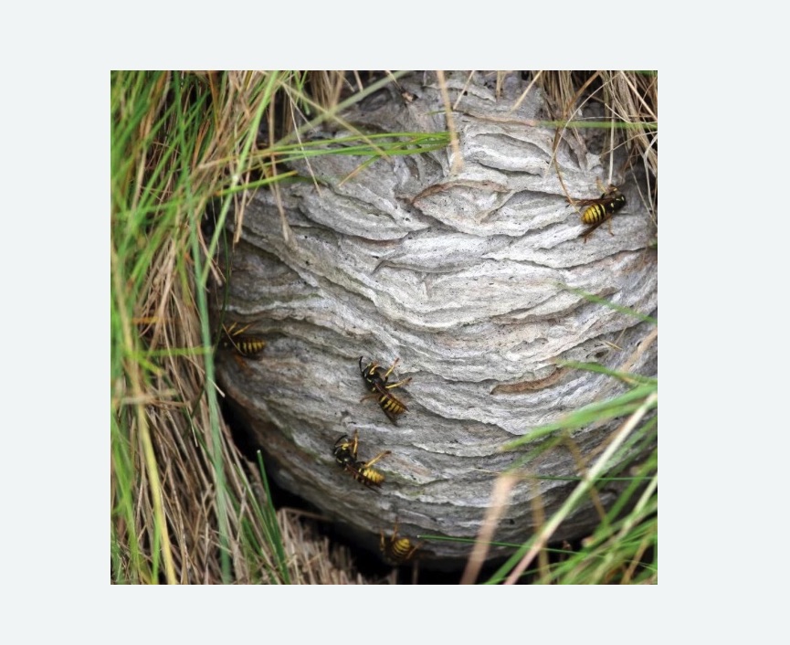 Уничтожение ос и ульев Уничтожение ос и ульев в Михайлове